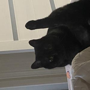 Мудрая сова